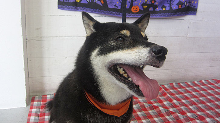 カールちゃんアイキャッチ