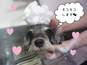 MSのベルちゃんシャンプー中