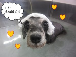 MSのベルちゃんスパ中