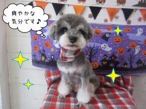 MSのベルちゃん施術後