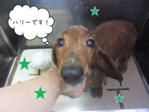 MDのハリーちゃんシャンプー中