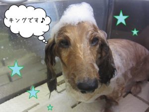 MDのキングちゃんシャンプー中