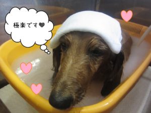 MDのキングちゃんスパ中