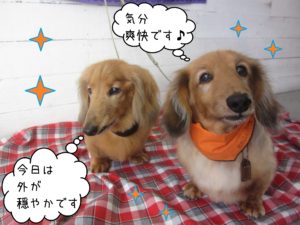 MDのハリーちゃんキングちゃん施術後