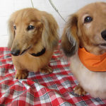 ハリーちゃんキングちゃんアイキャッチ