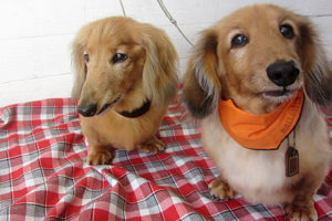 ハリーちゃんキングちゃんアイキャッチ