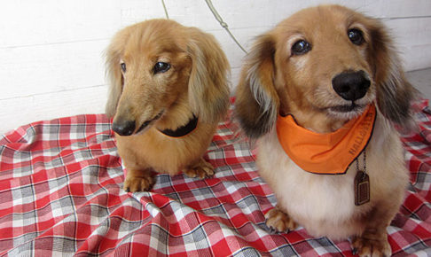 ハリーちゃんキングちゃんアイキャッチ