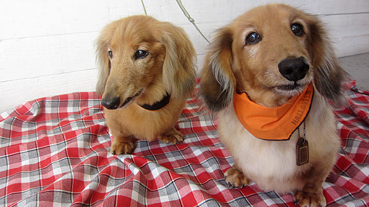 ハリーちゃんキングちゃんアイキャッチ