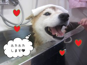 柴犬の華ちゃんスパ中