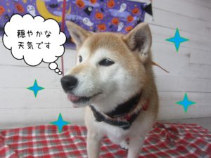柴犬の華ちゃん施術後