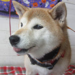 華ちゃんアイキャッチ