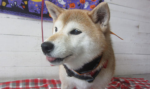 華ちゃんアイキャッチ