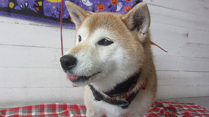 華ちゃんアイキャッチ