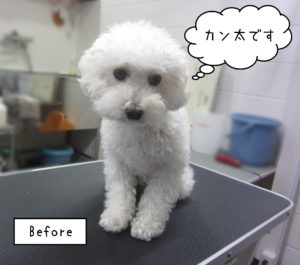 TPのカン太ちゃんカット前