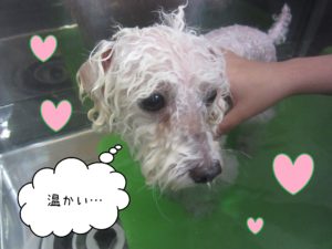 TPのカン太ちゃんスパ中