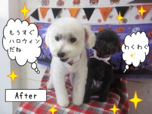 TPのカン太ちゃんリンちゃん施術後