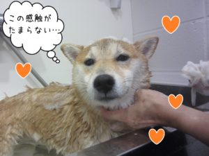 柴犬の小晴ちゃんシャンプー中
