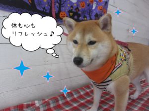 柴犬の小晴ちゃん施術後