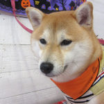 小晴ちゃんアイキャッチ