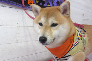 小晴ちゃんアイキャッチ