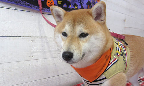 小晴ちゃんアイキャッチ