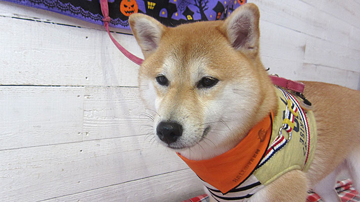 小晴ちゃんアイキャッチ