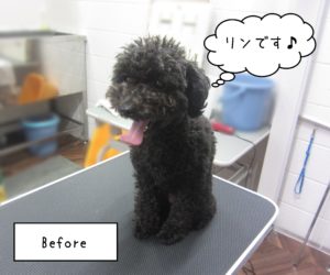 TPのリンちゃんカット前