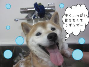 シャンプーしば