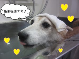 豆柴の花ちゃんスパ中