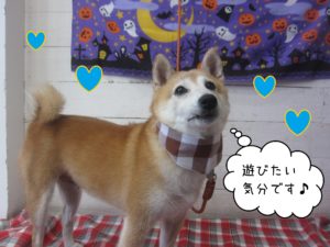 豆柴の花ちゃん施術後