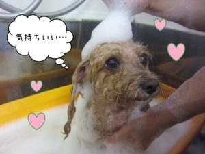 TPのモコちゃんスパ中