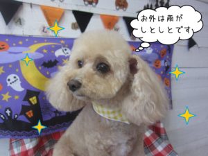 TPのモコちゃん施術後