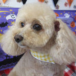 モコちゃんアイキャッチ