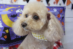 モコちゃんアイキャッチ