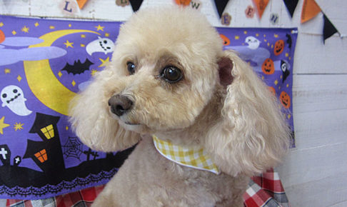 モコちゃんアイキャッチ