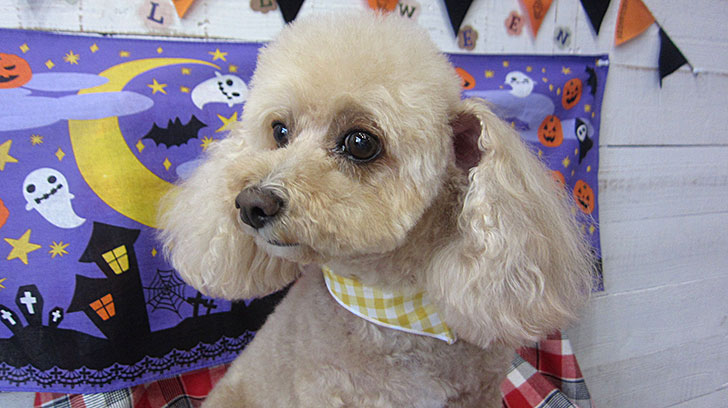 モコちゃんアイキャッチ