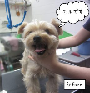 YKのエルちゃんカット前