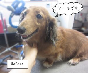 MDのアールちゃんカット前