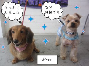 YKのエルちゃんとMDのアールちゃん施術後