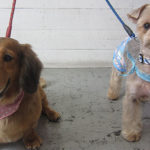 エルちゃんアールちゃんアイキャッチ