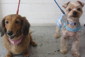 エルちゃんアールちゃんアイキャッチ