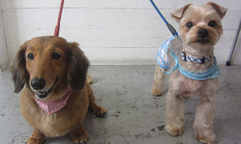 エルちゃんアールちゃんアイキャッチ