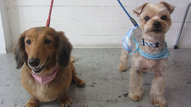 エルちゃんアールちゃんアイキャッチ