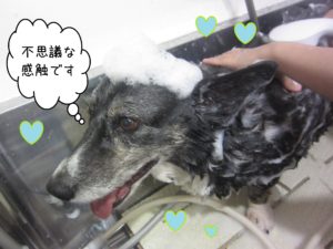 WCのおりょうちゃんシャンプー中