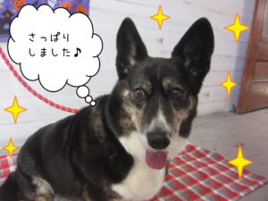 WCのおりょうちゃん仕上がり