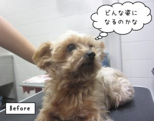 YKのてんちゃんカット前