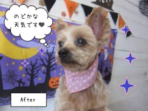 YKのてんちゃん施術後