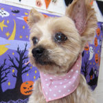 てんちゃんアイキャッチ