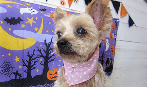 てんちゃんアイキャッチ