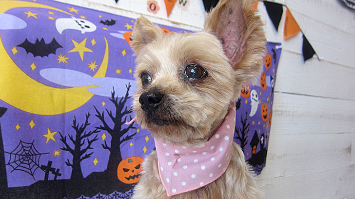 てんちゃんアイキャッチ